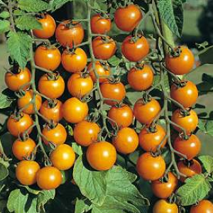 Tomate cerise jaune Sungold

 Plant en pot de 8X8 cm