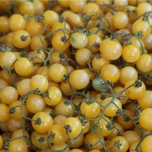 Tomate cerise jaune White Currant

 Plant en pot de 8X8 cm