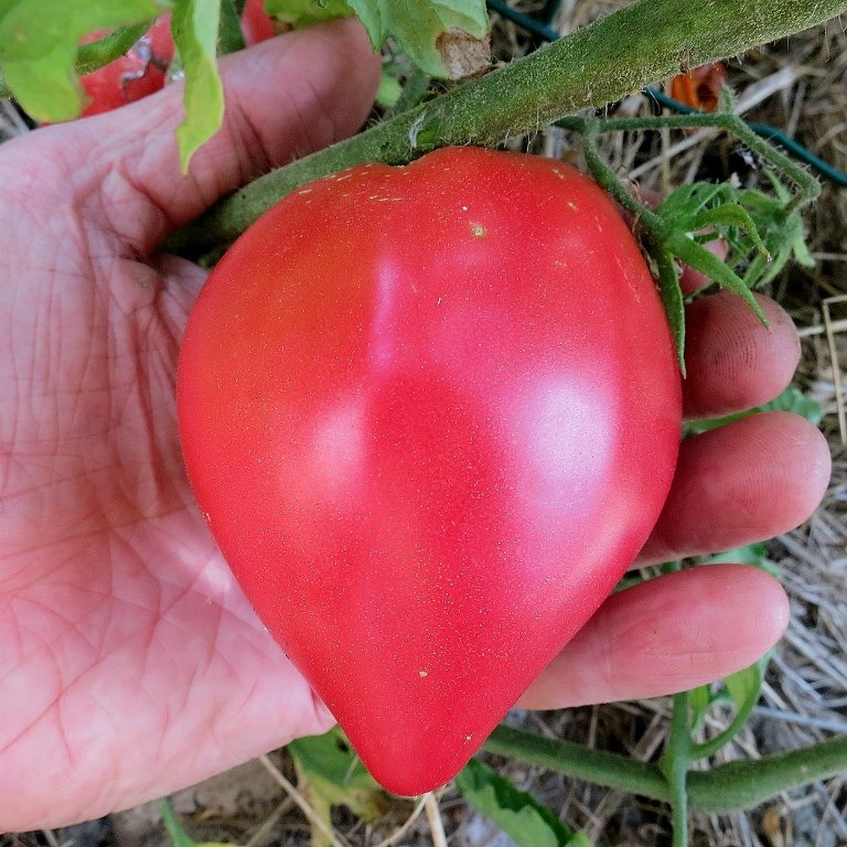 Tomate Coeur de boeuf rose

 Plant en pot de 8X8 cm