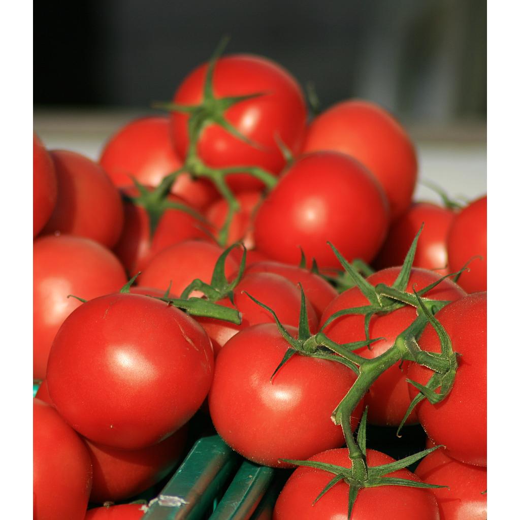 Tomate Corma

 Plant en pot de 8X8 cm