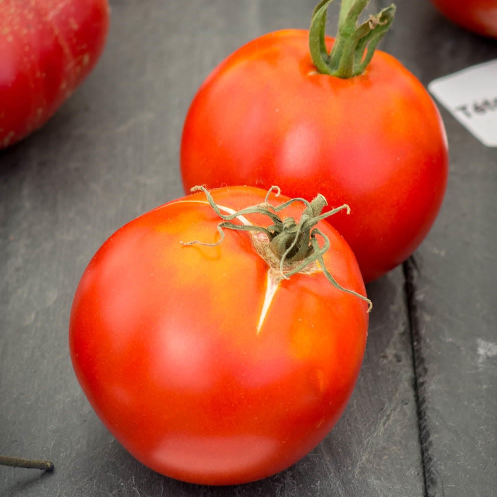 Tomate Cosmonaute Volkov

 Plant en pot de 8X8 cm