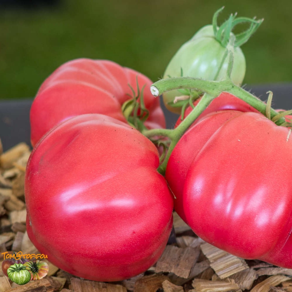 Tomate Grosse des Marais

 Plant en pot de 8X8 cm