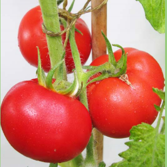 Tomate Marché d'Anvers

 Plant en pot de 8X8 cm