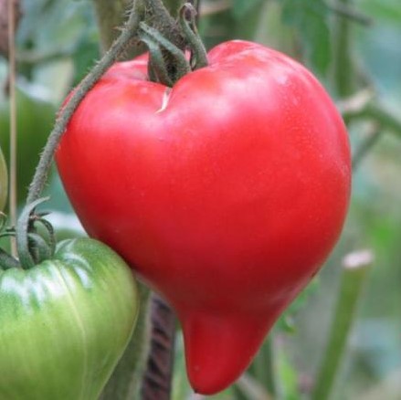 Tomate Téton de Vénus

 Plant en pot de 8X8 cm