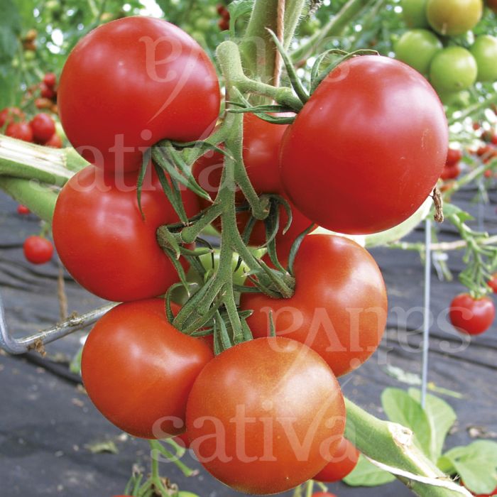 Tomate Tica

 Plant en pot de 8X8 cm