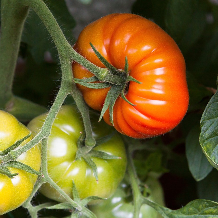 Tomate Triomphe de Liège

 Plant en pot de 8X8 cm