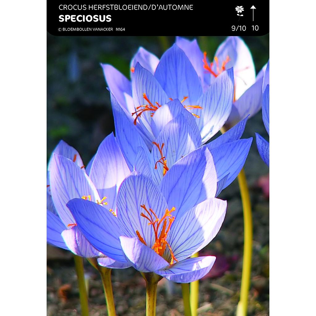 Crocus D'Automne Conqueror Speciosus