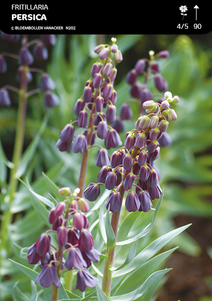 Fritillaire Persica