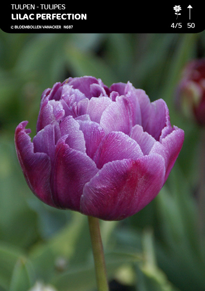 Tulipe Double Lilac Perfection