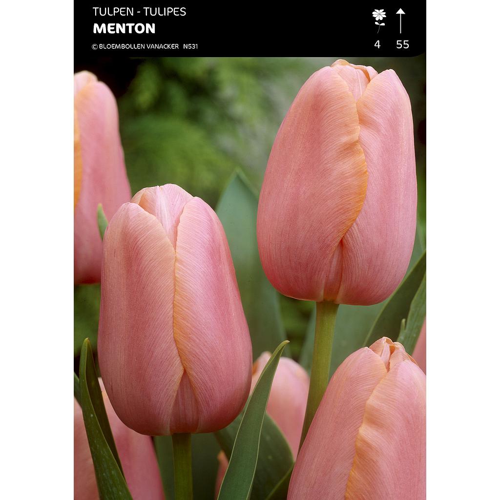 Tulipe Simple Tardive Menton