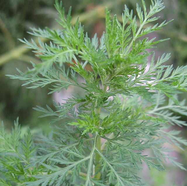 Artemisia annua (Armoise)

 Plant en pot de 10,5 cm