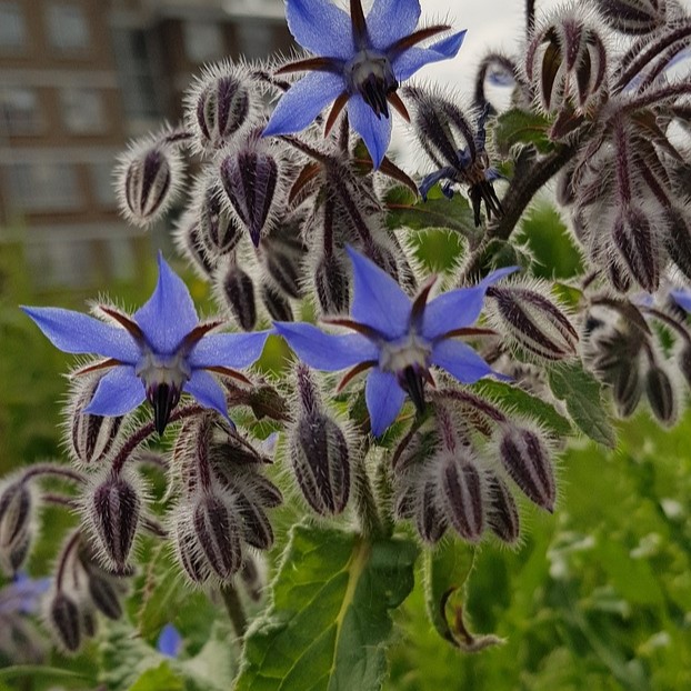 Bourrache bleue

 Plant en pot de 10,5 cm