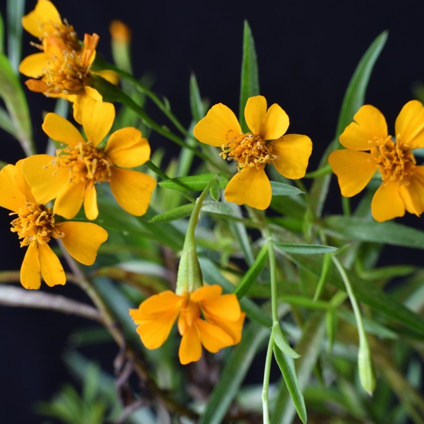 Estragon du Mexique
Tagète lucida

 Plant en pot de 10,5 cm