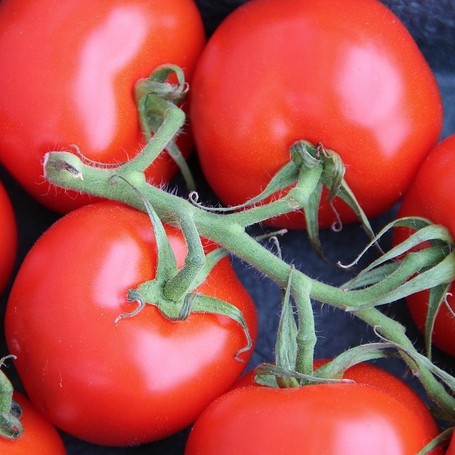 Tomate   grappe .

 Plant en motte