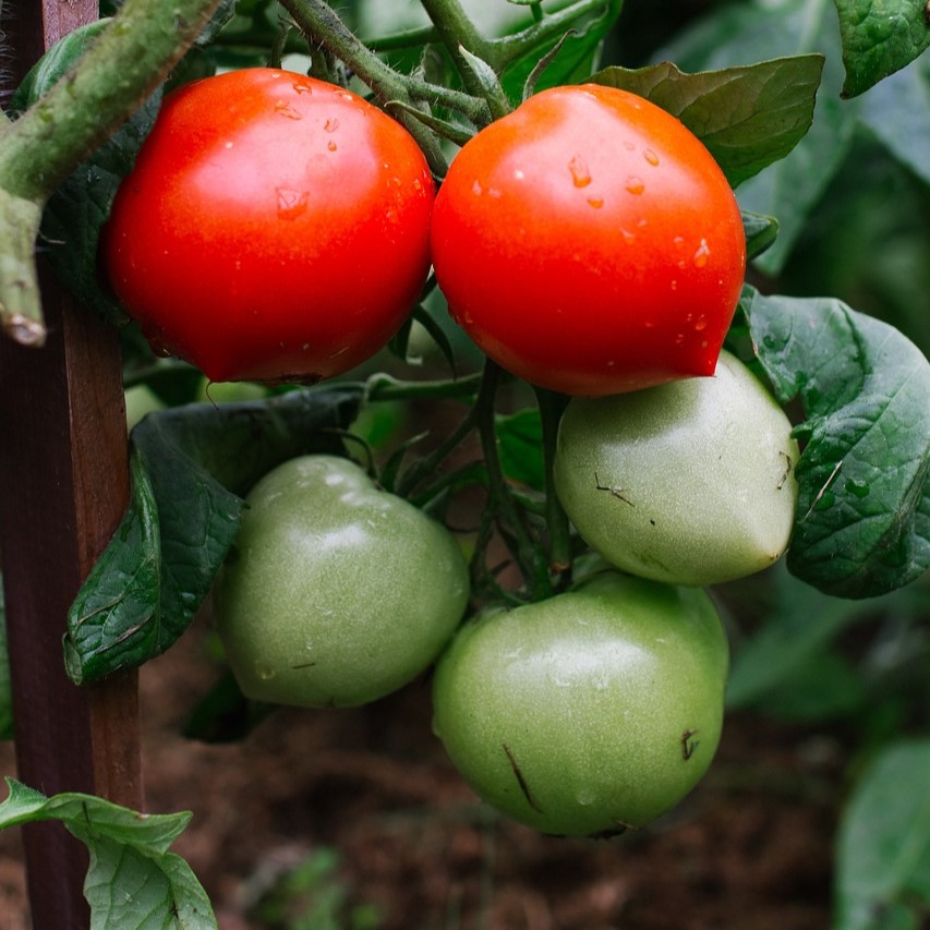 Tomate greffée  Téton de Vénus

 Plant en pot de 11X11 cm