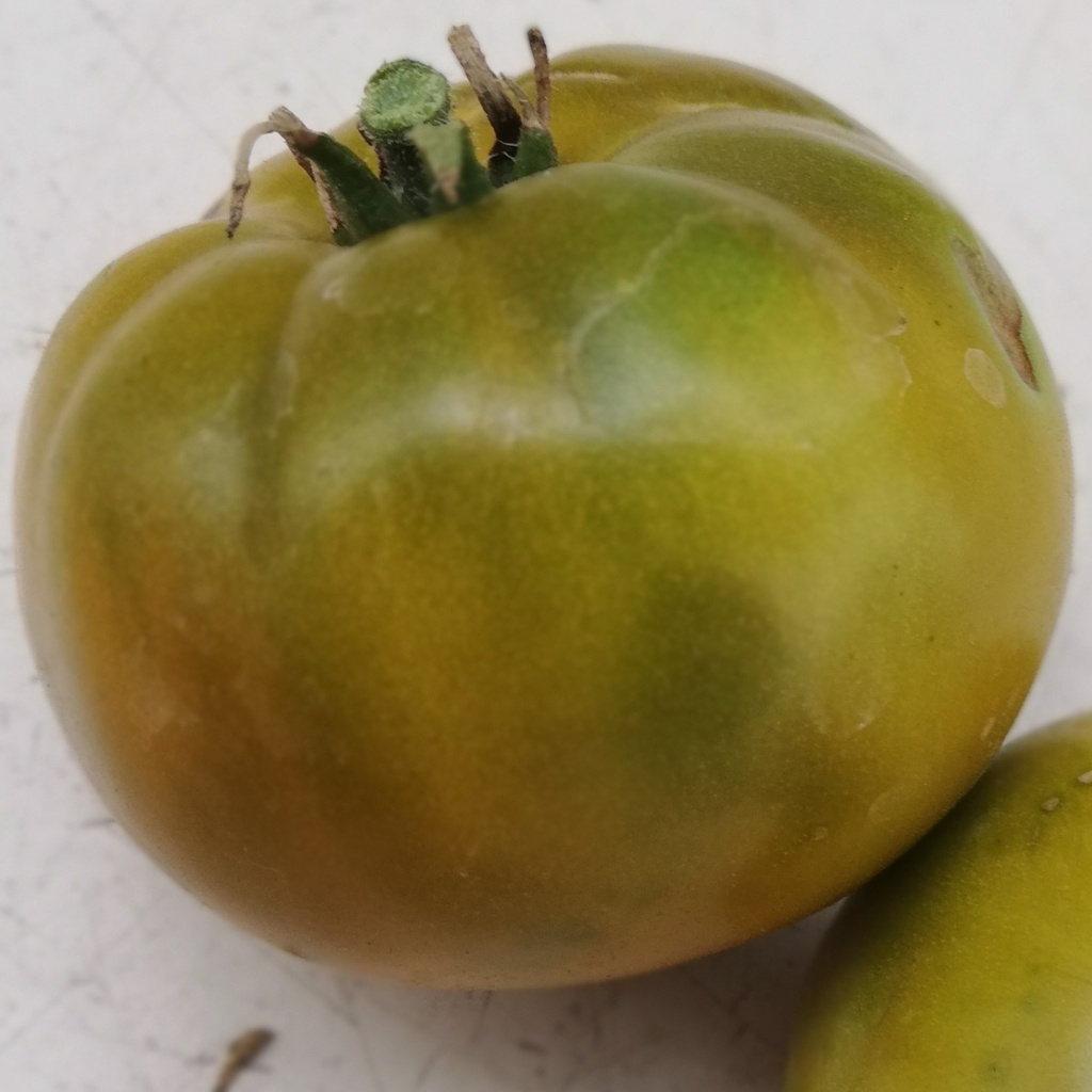 Tomate greffée  Verte de Huy

 Plant en pot de 11X11 cm