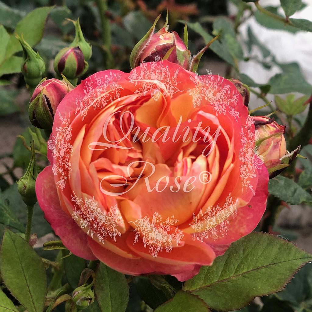 Rosier Baby Romantica ®