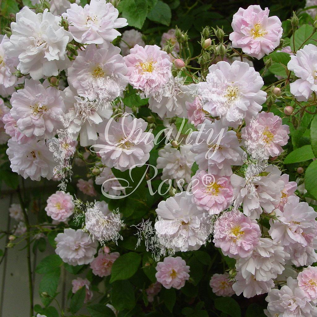 Rosier Paul's Himalayan Musk