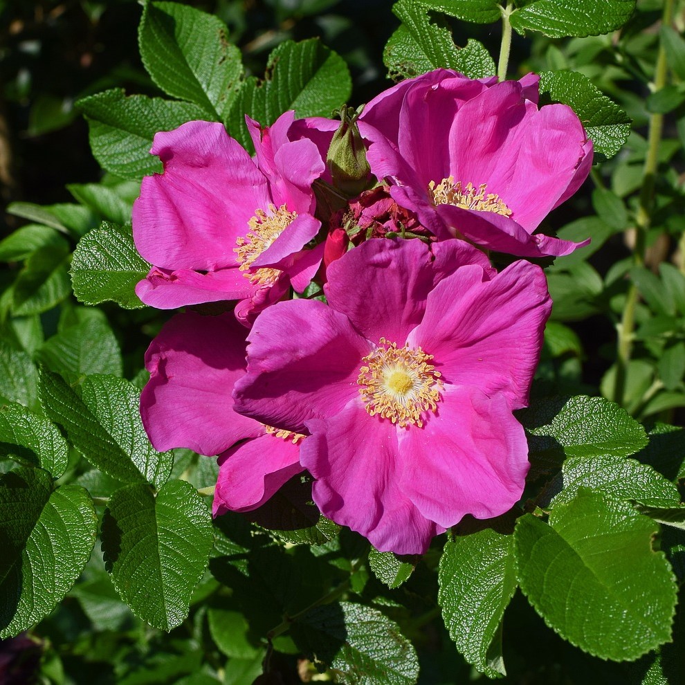 Rosier Rugosa Rubra