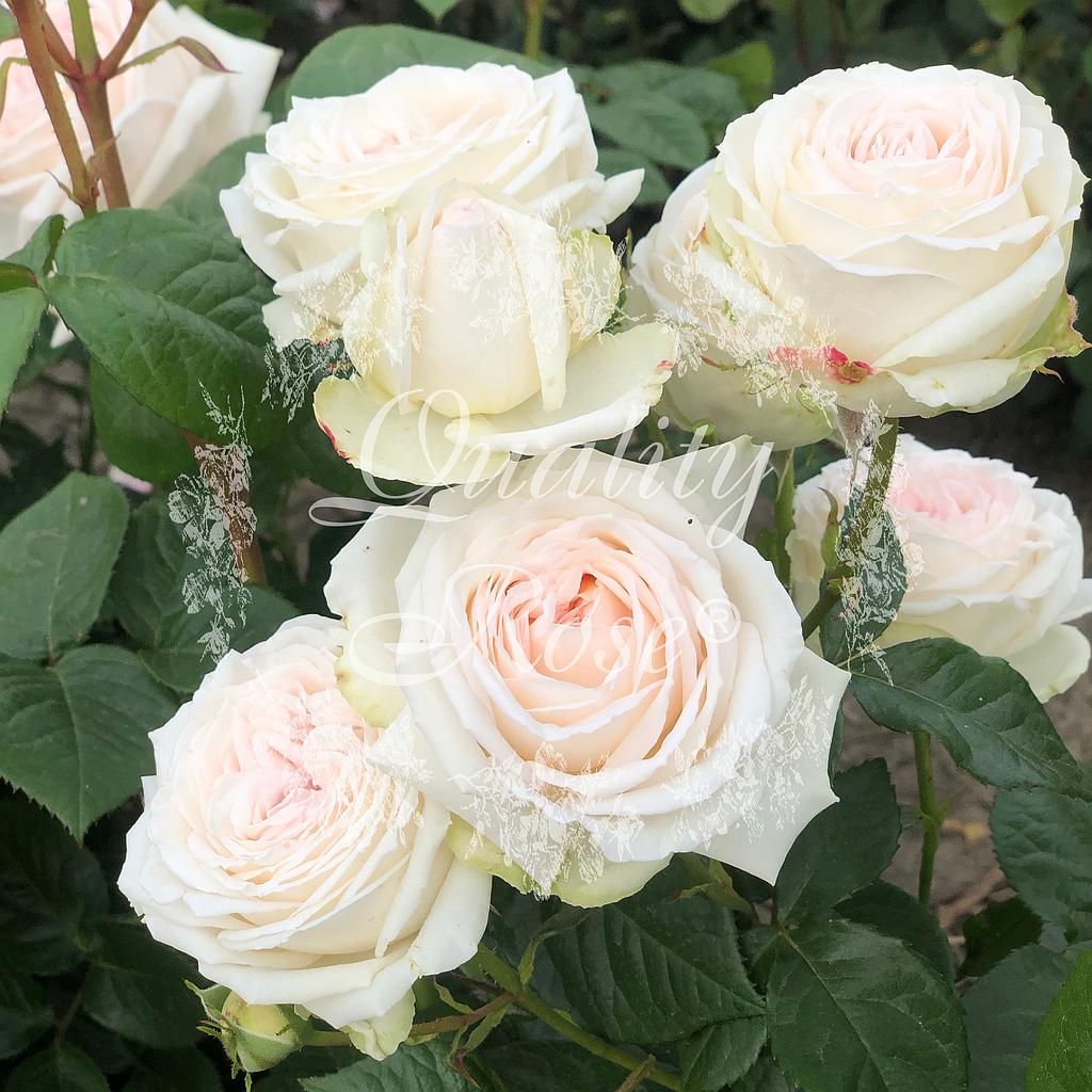 Rosier Madame Anisette®