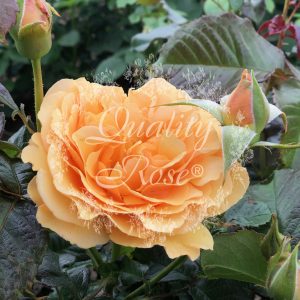 Rosier Amber Queen