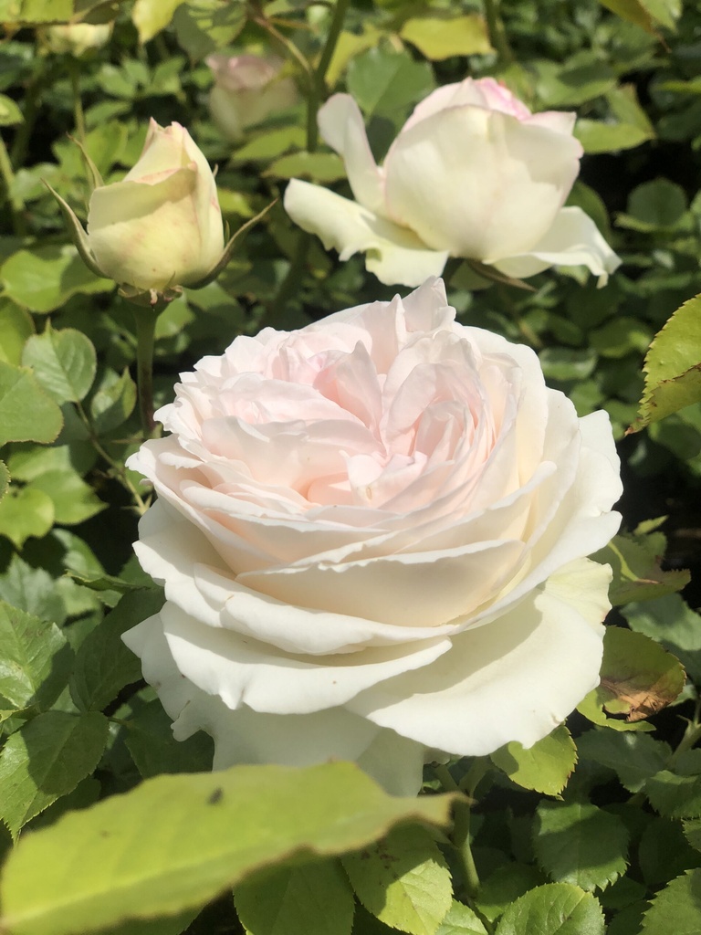 Rosier Palais royal ®