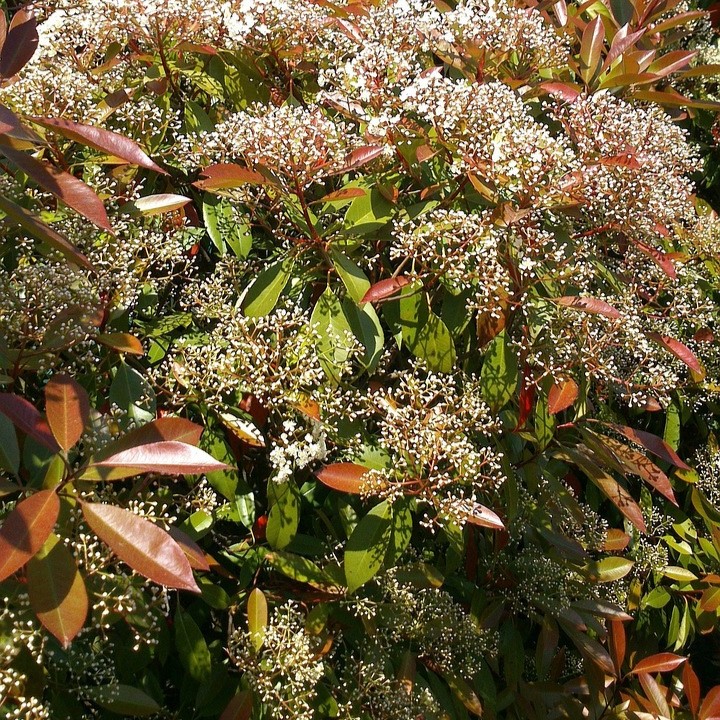 Mespilus germanica. 60-80 1+2 RN