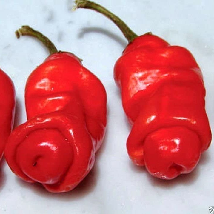 Piment très fort Penis - Peter Pepper Red (semence)