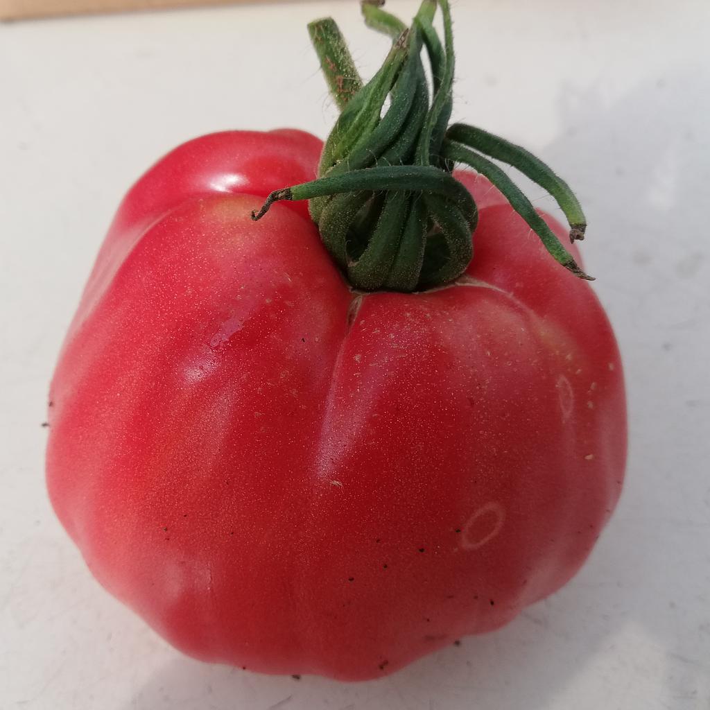 Tomate Grosse des Marais (semence)