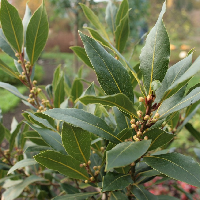 Laurier sauce
Laurus nobilis

 Plant