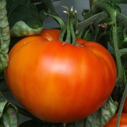 Tomate Coeur de boeuf striée

 Plant en pot de 8X8 cm