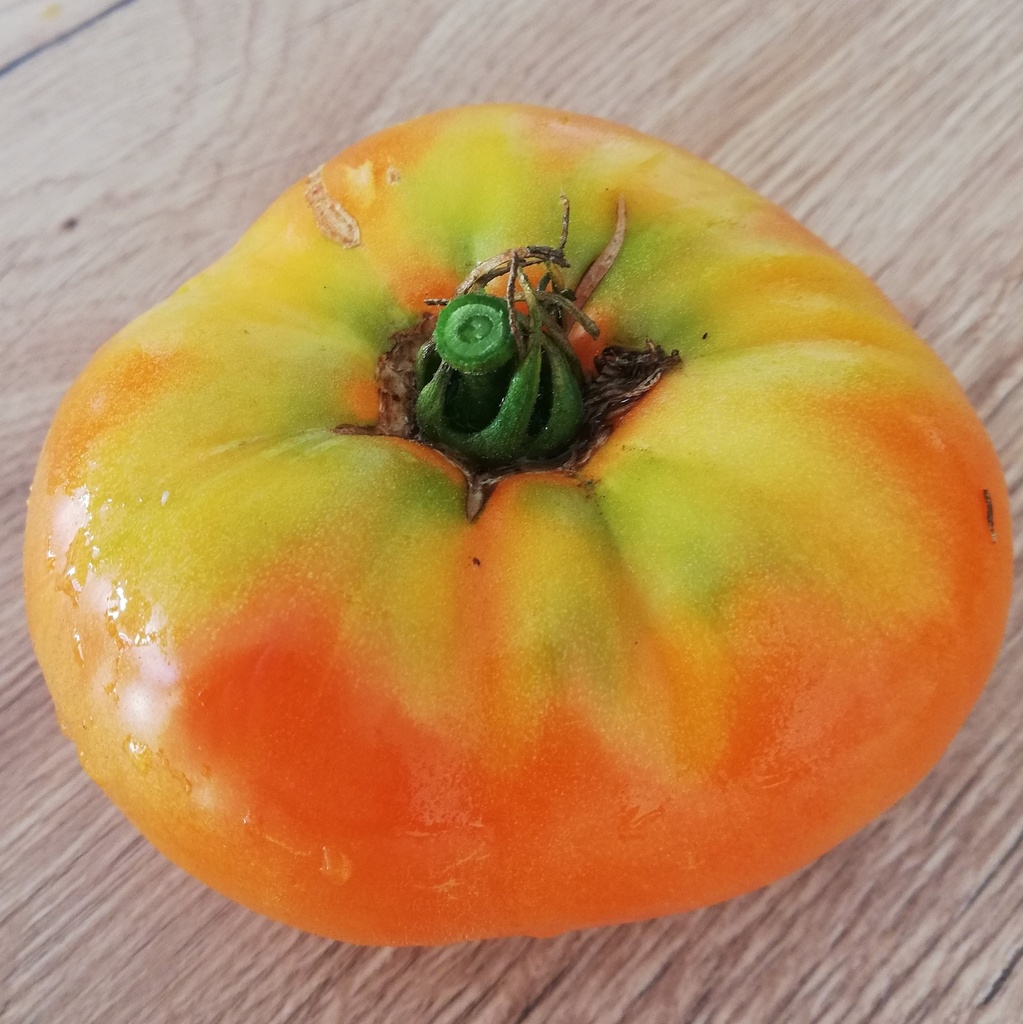 Tomate Persimmon

 Plant en pot de 8X8 cm