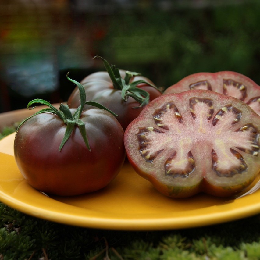 Tomate  noire Cherokee purple

 Plant en pot de 8X8 cm