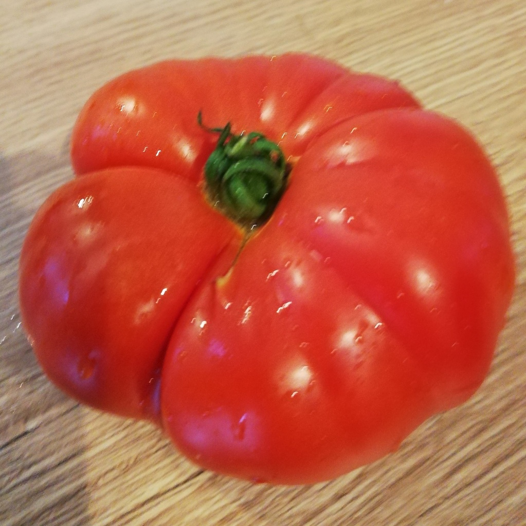 Tomate greffée  Rouge de Namur

 Plant en pot de 11X11 cm