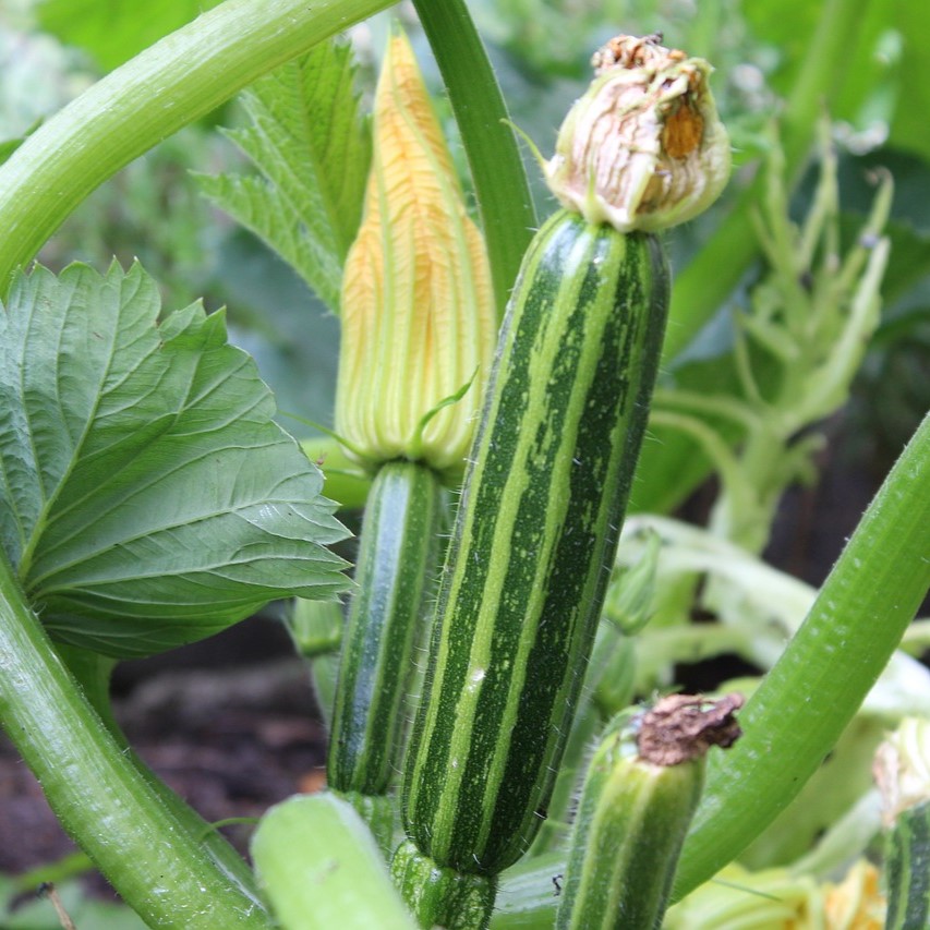 Courgette Long Green Trailing

 Plant en pot de 9x9x10 cm