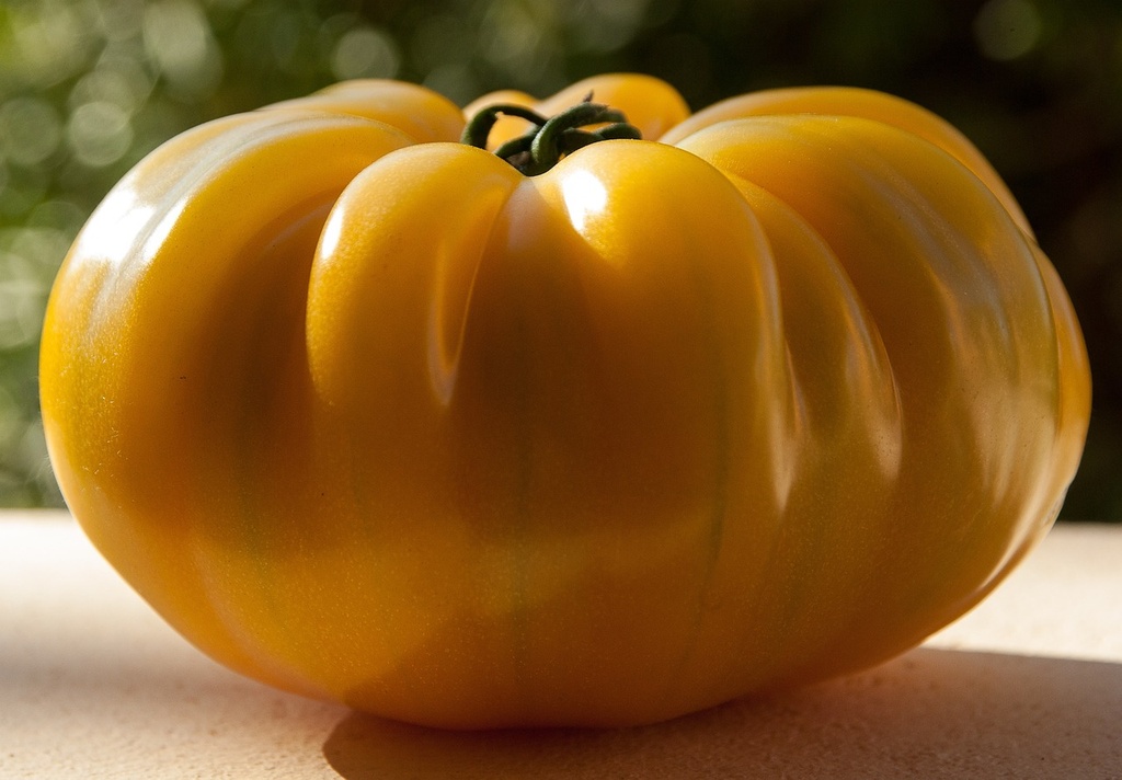 Tomate greffée  Jaune Ananas

 Plant en pot de 11X11 cm