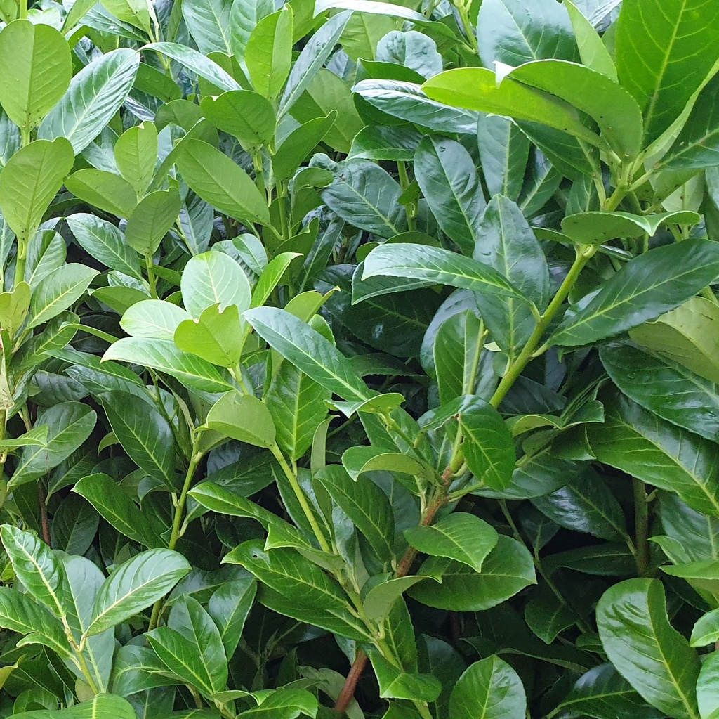 Prunus l. 'Rotundifolia' 60-80 cm 3,6L