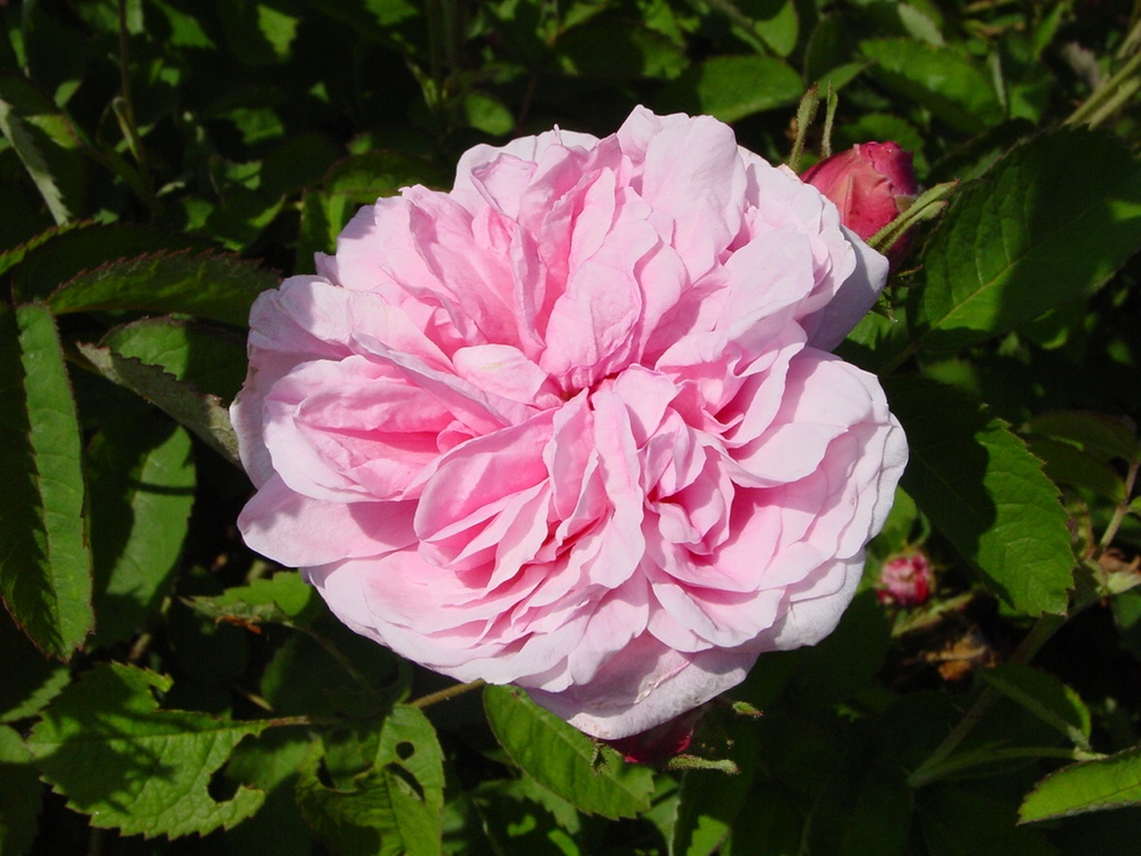 Rosier Centifolia Rose de Mai