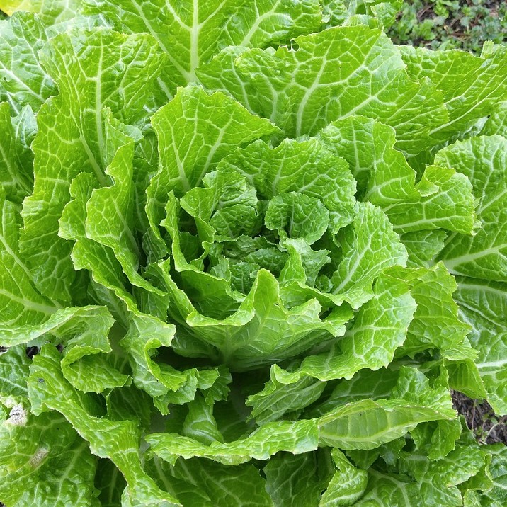 Chou à feuilles Beurré de Jalhay (semence)