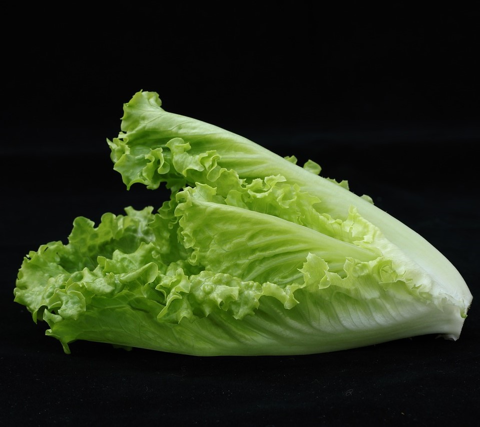 Laitue romaine verte (semence)