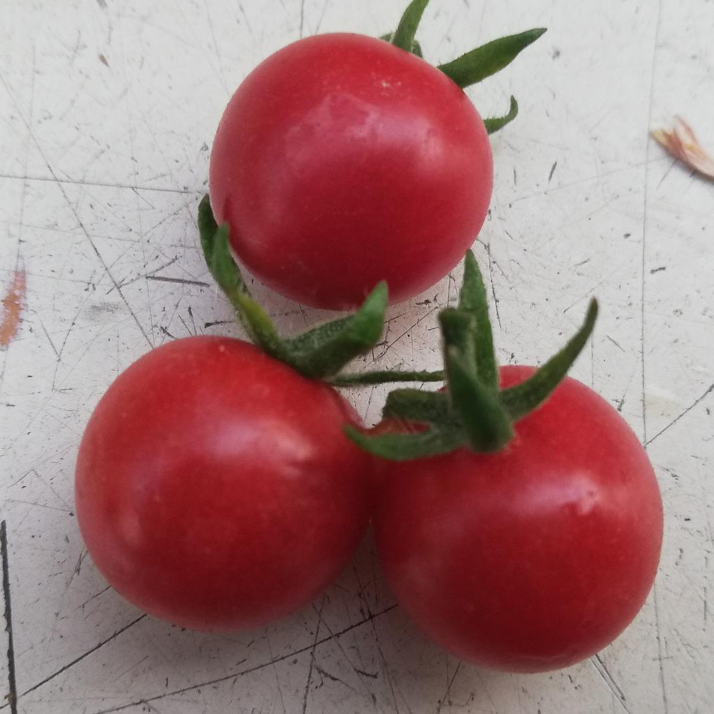 Tomate cerise groseille 'Red Currant' (semence)