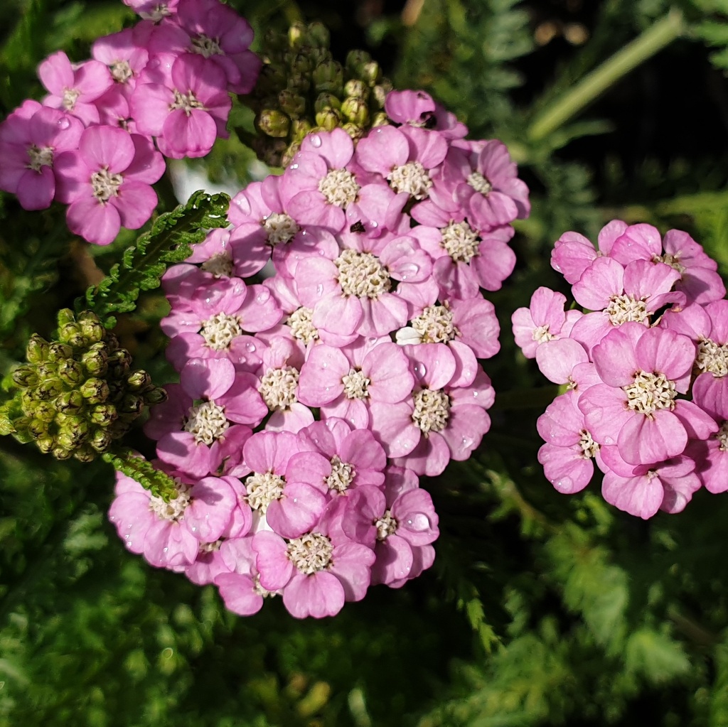 Achillea millefolium 'Apfelblüte'