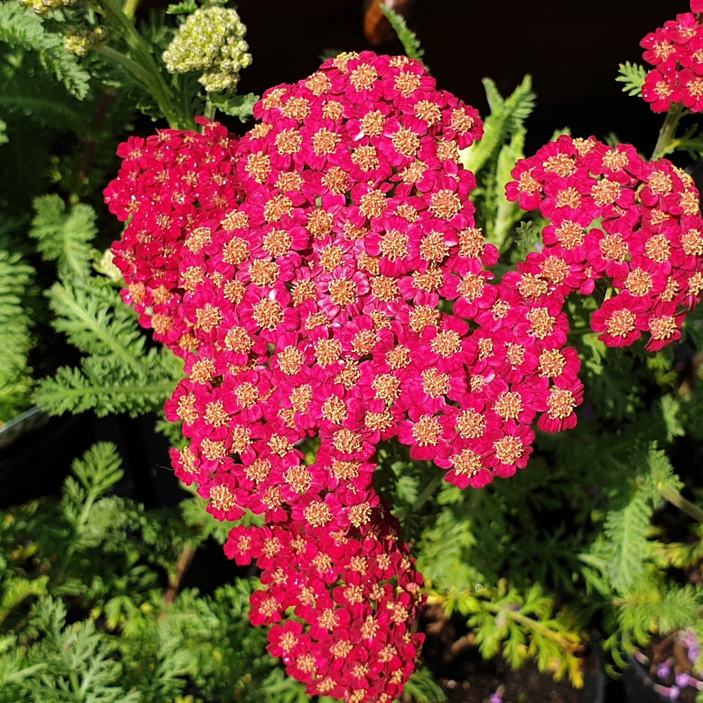 Achillea millefolium 'Red Velvet'