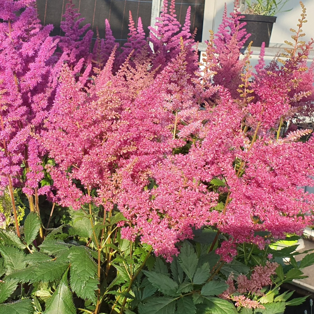 Astilbe arendsii 'Federsee'