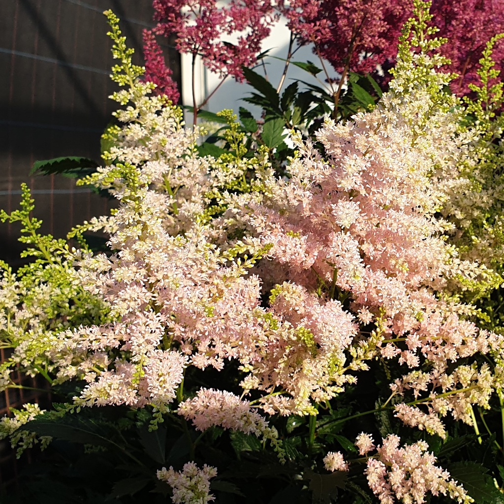 Astilbe chinensis 'Vision in Pink'