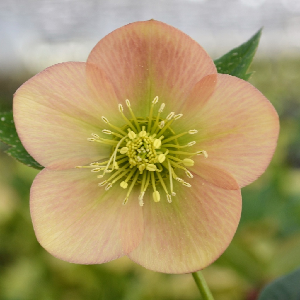 Hellebore orientalis 'Apricot'