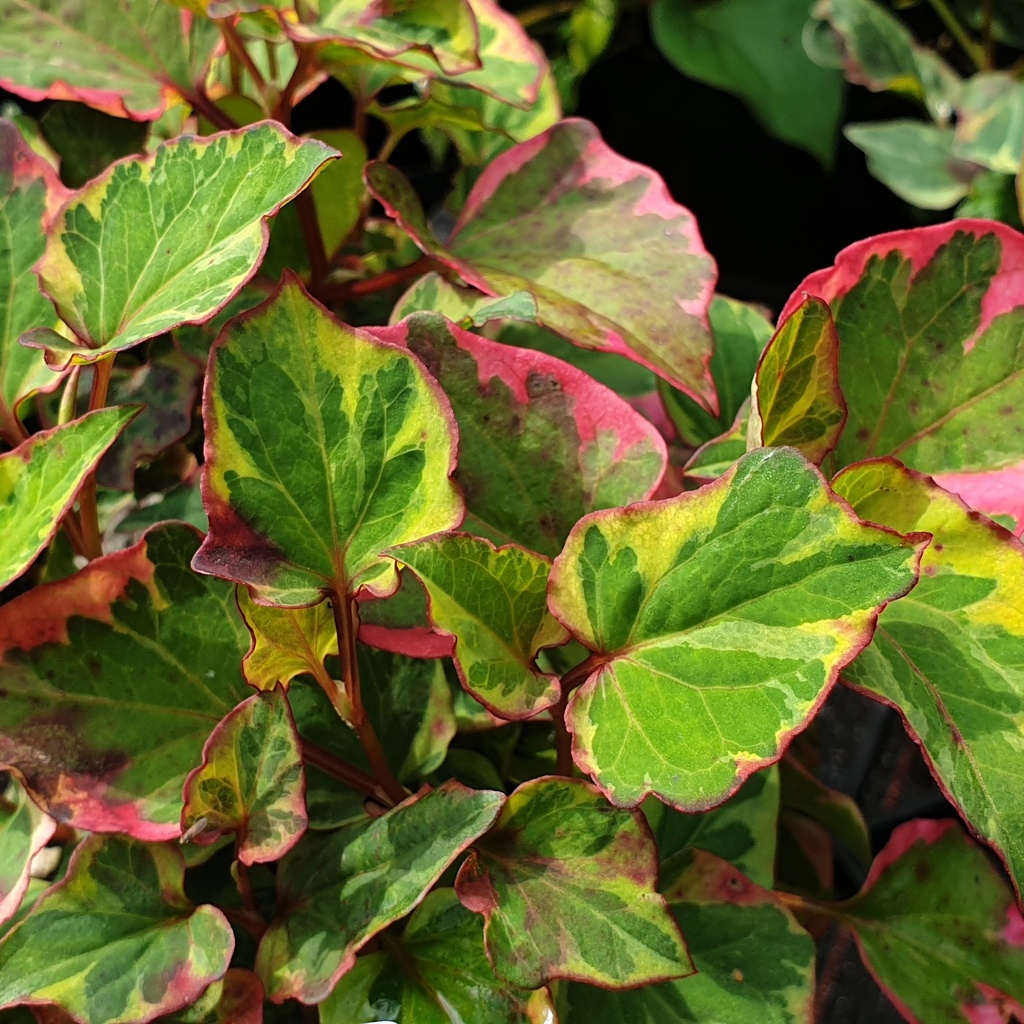 Houttuynia cordata 'Chameleon'