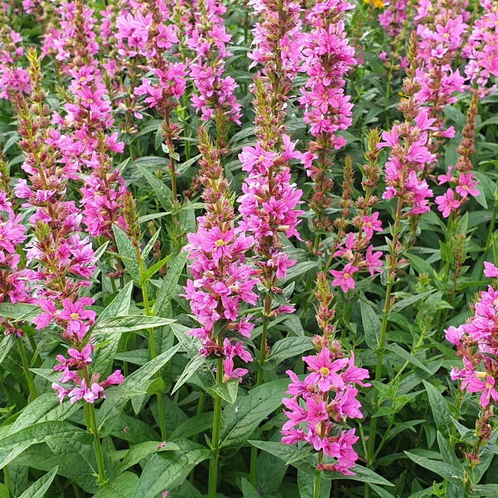 Lythrum  salicaria 'Robert'