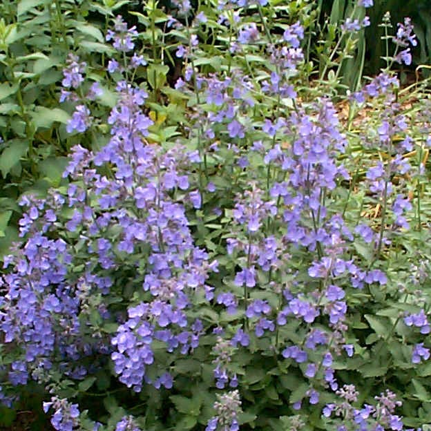 Nepeta x faassenii 'Walker's Low'