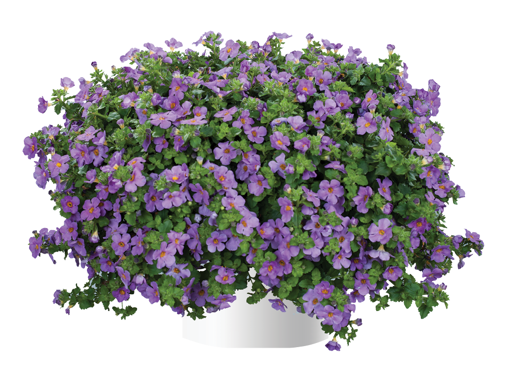 Bacopa Gulliver Violet